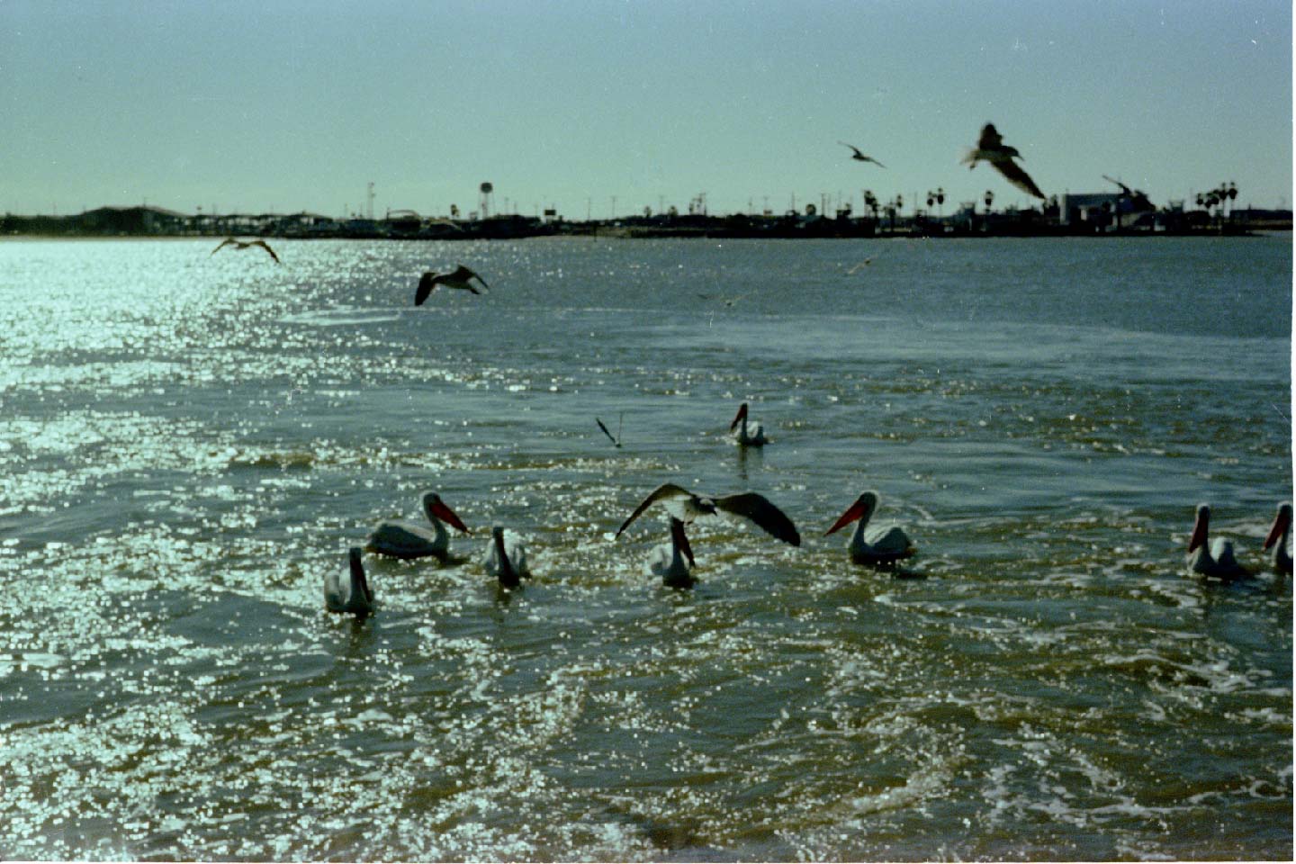 04-10.jpg, Port Aransas
Texas