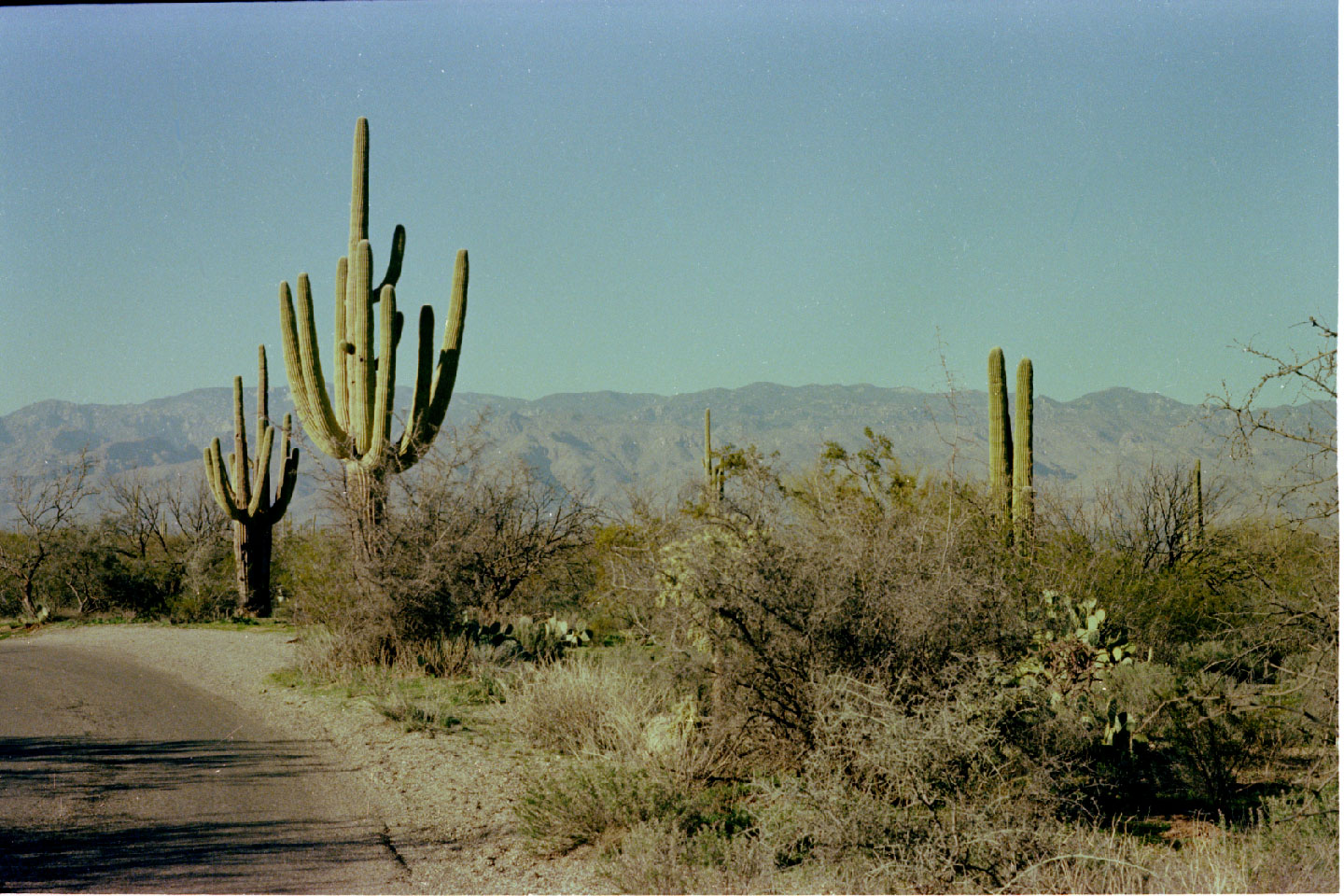 07-19.jpg, Saguaro Nat Mon
Arizona