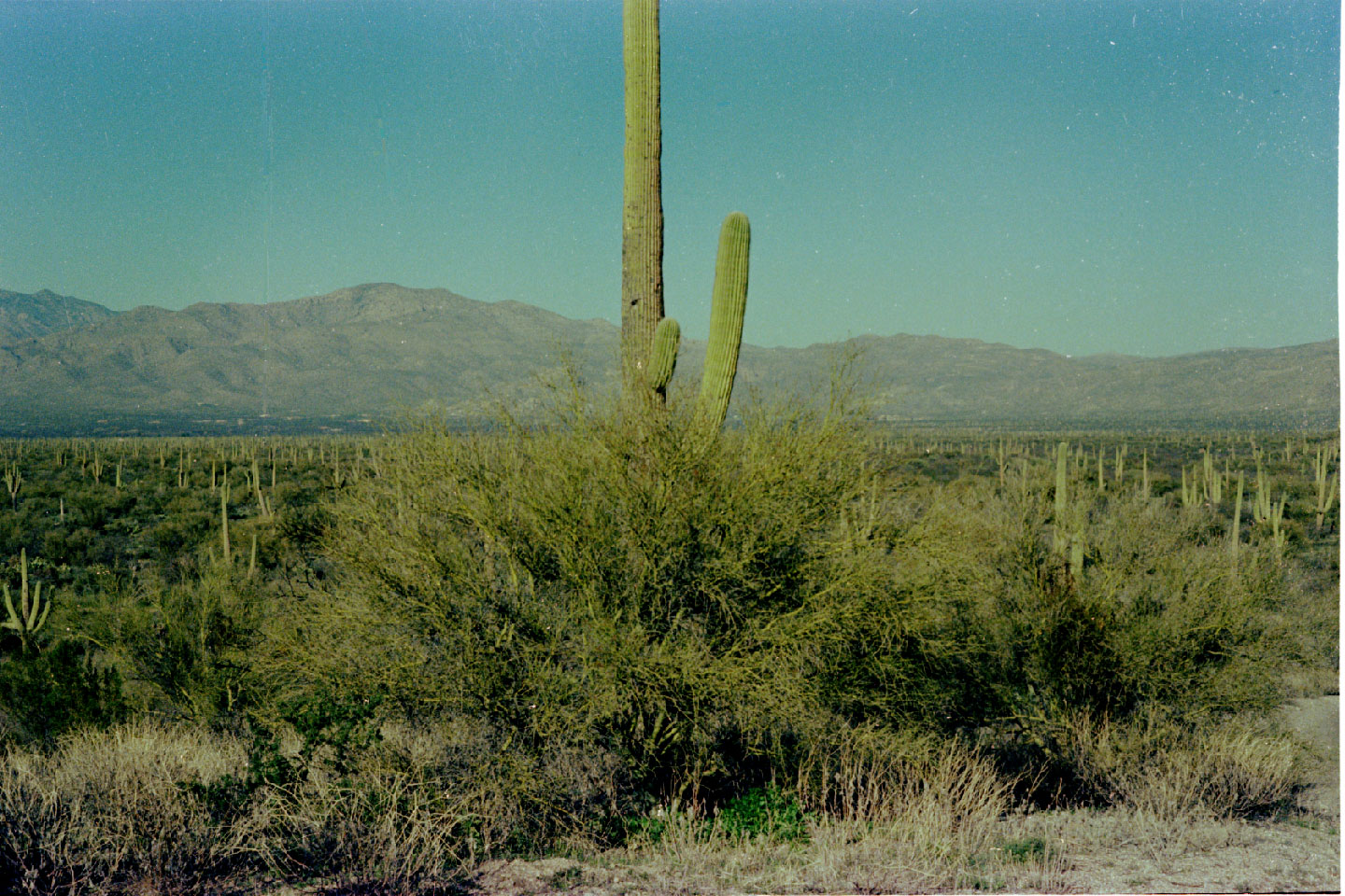 07-20.jpg, Saguaro Nat Mon
Arizona