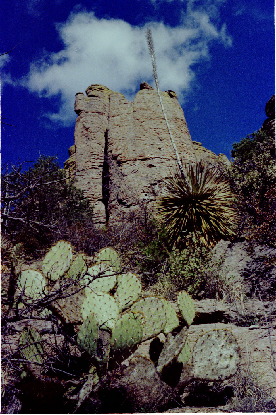 11-05.jpg, Chiricahua Nat Mon
Arizona