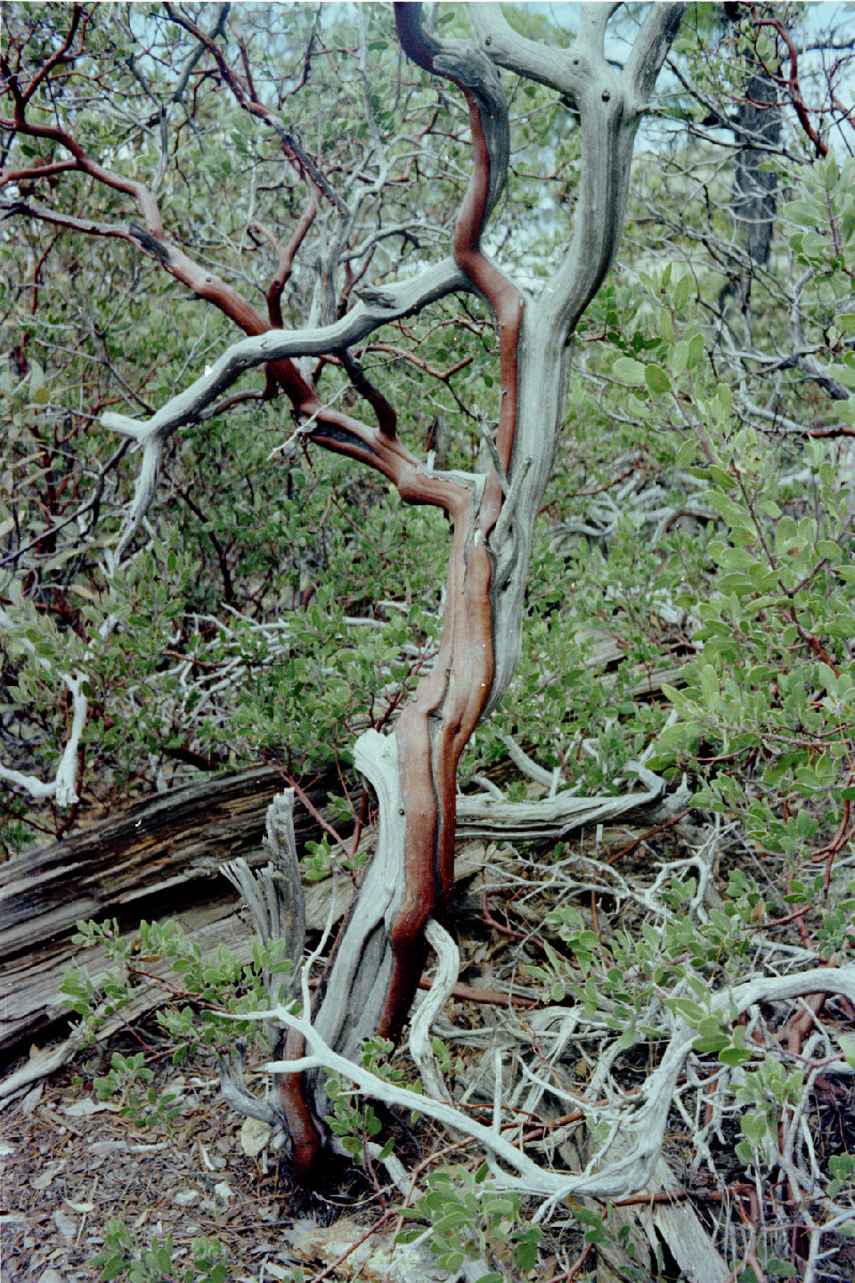 11-06.jpg, Chiricahua Nat Mon
Arizona