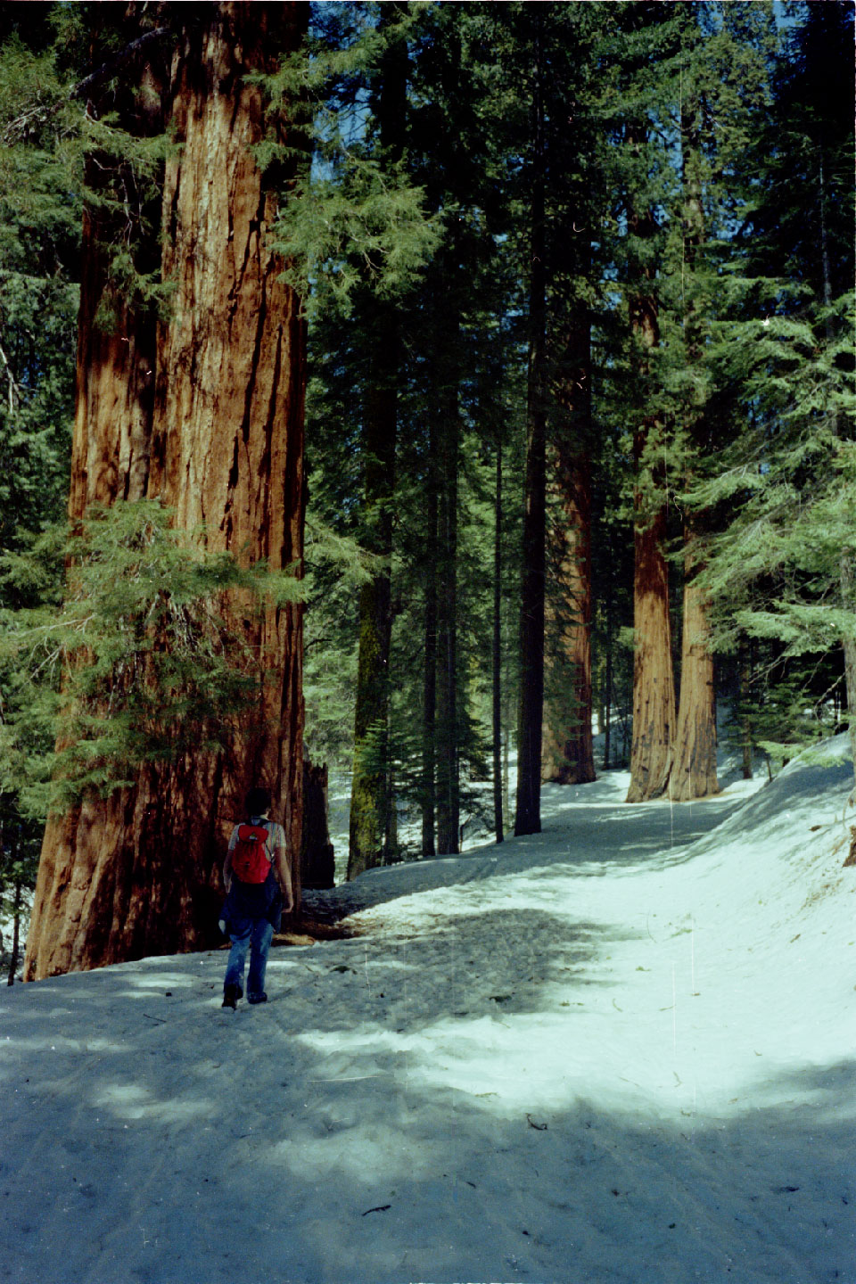 11-37.jpg, Sequoia Nat Park