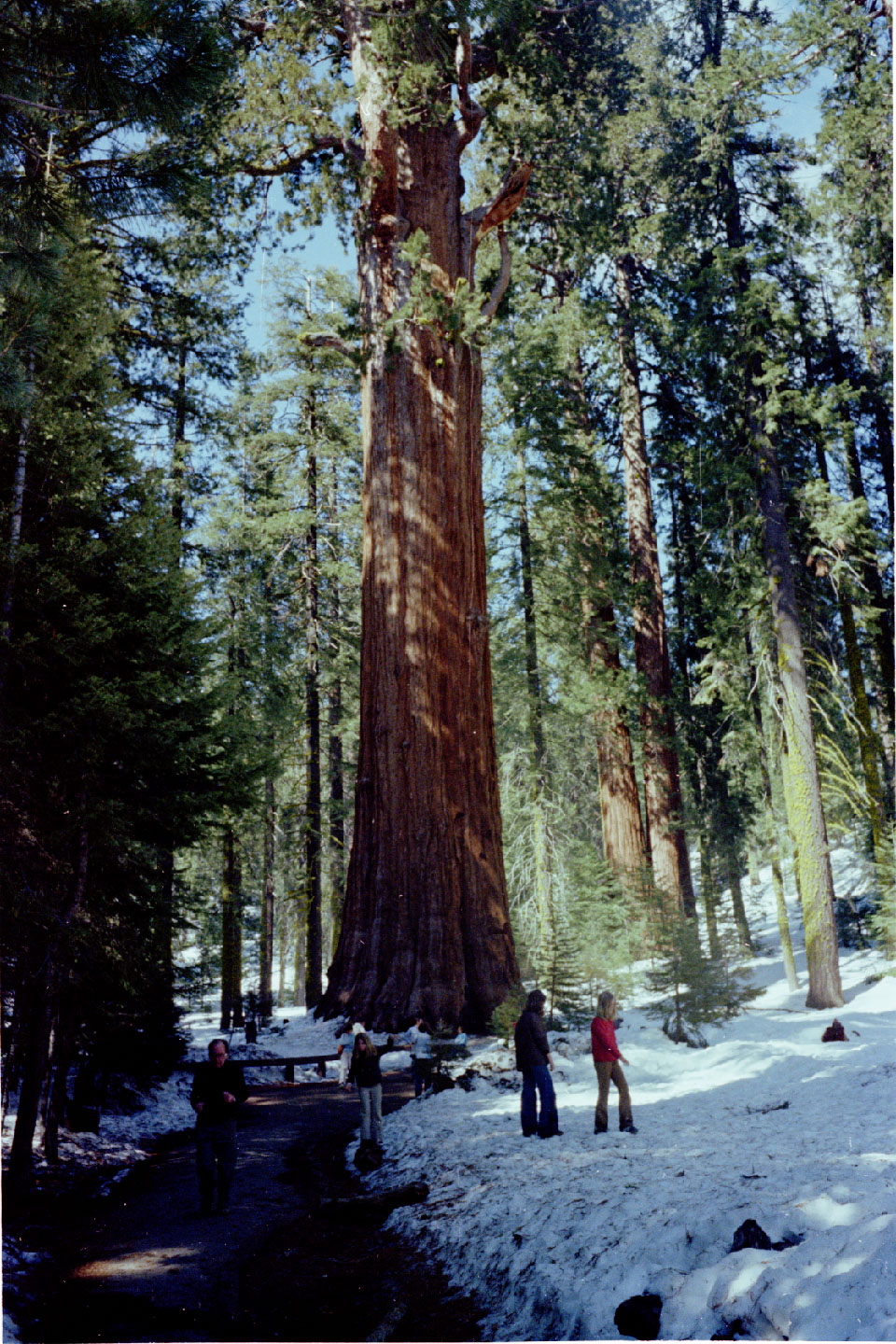 11-38.jpg, Sequoia Nat Park