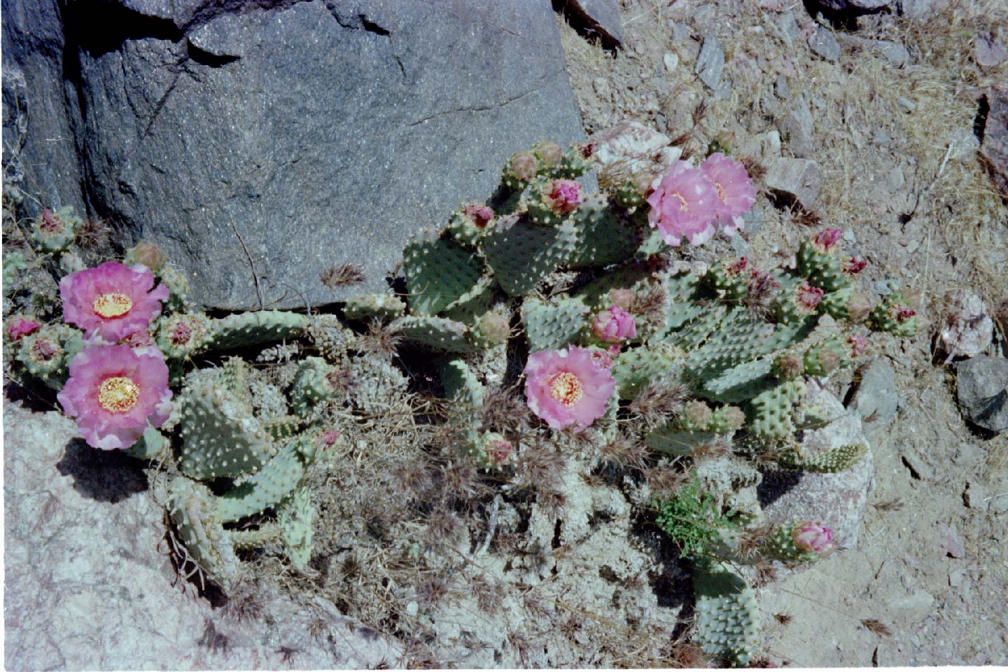 18-04.jpg, S. Kaibab Trail
Grand Canyon