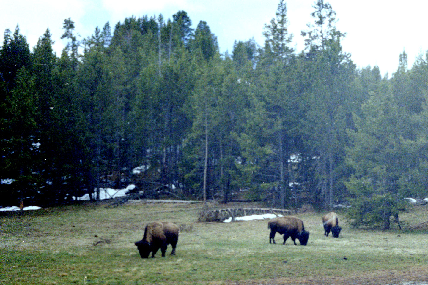 22-19.jpg, Yellowstone Nat Park
Wyoming