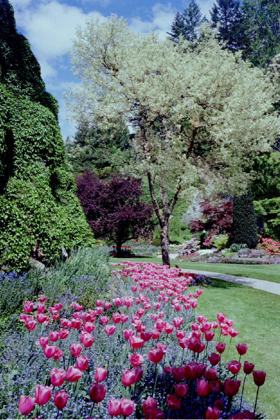 24-14.jpg, Butchart Gardens
Victoria