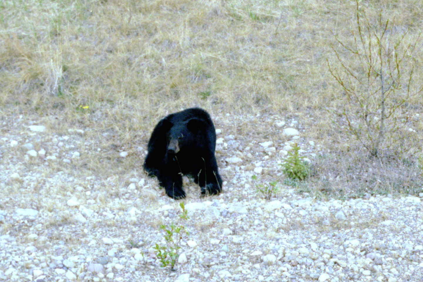 25-07.jpg, Jasper-Banff