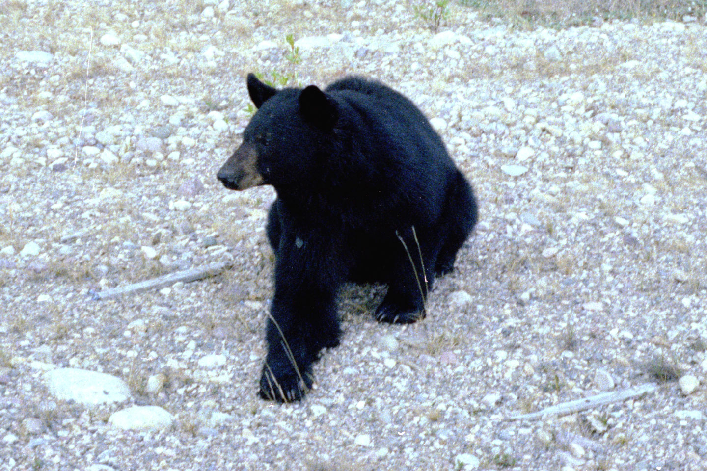 25-08.jpg, Jasper-Banff