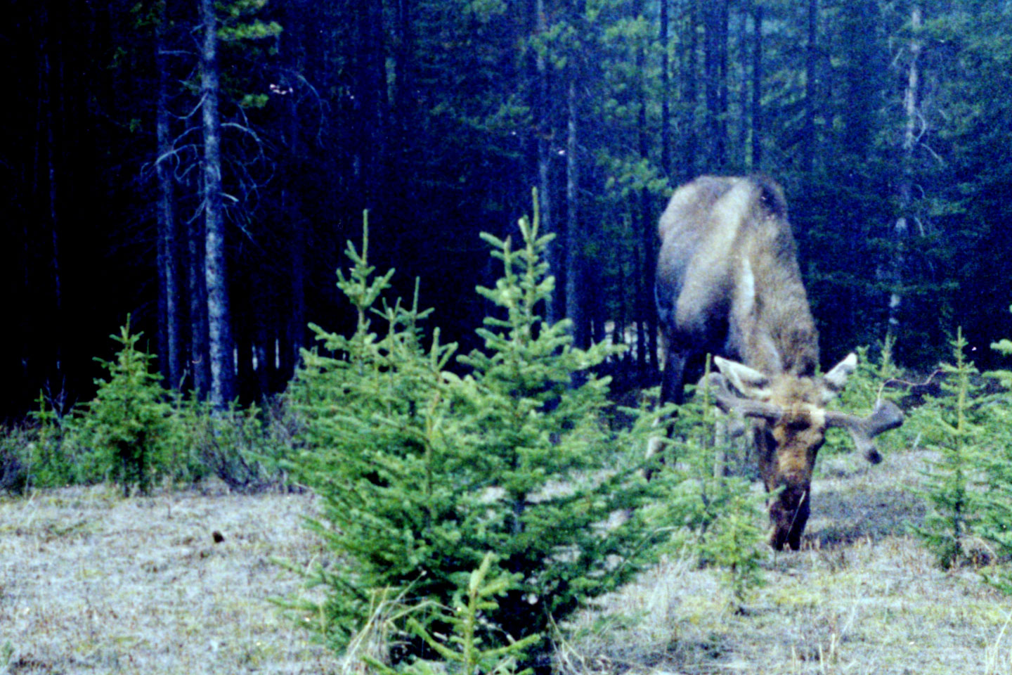 25-19.jpg, Jasper-Banff