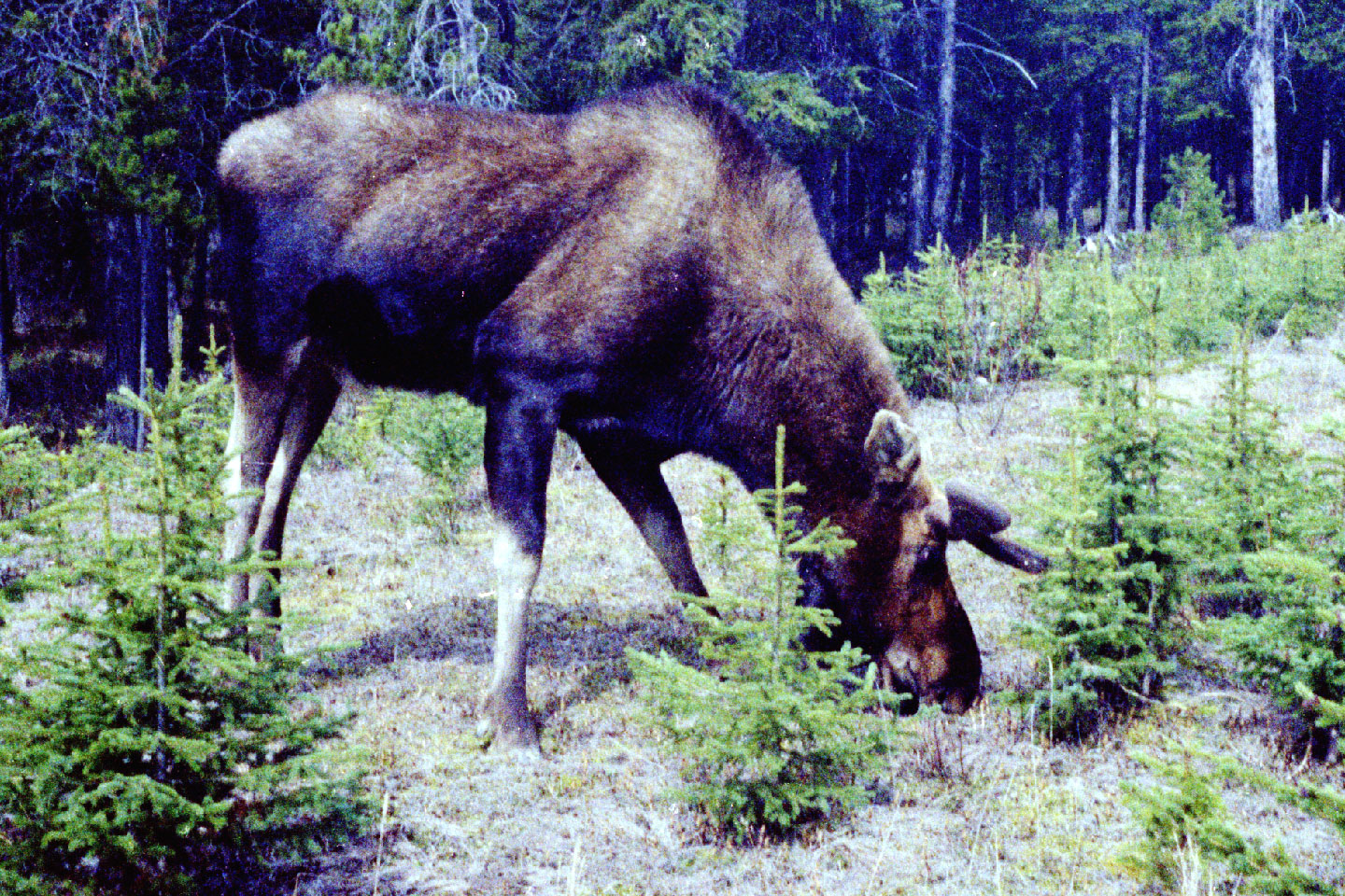 25-20.jpg, Jasper-Banff