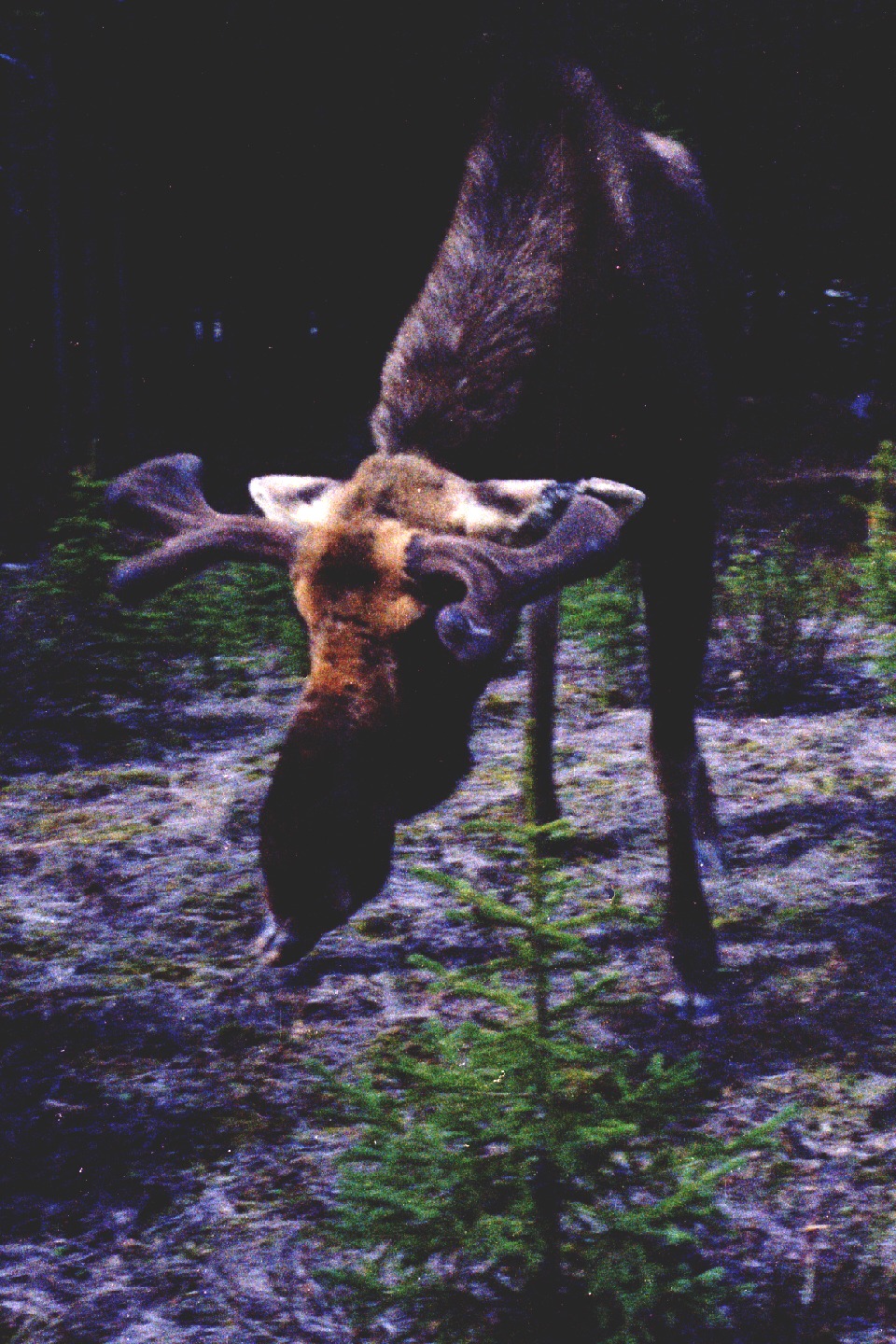 25-21.jpg, Jasper-Banff