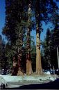 _11-31.jpg, Sequoia Nat Park