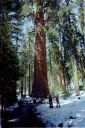 _11-38.jpg, Sequoia Nat Park